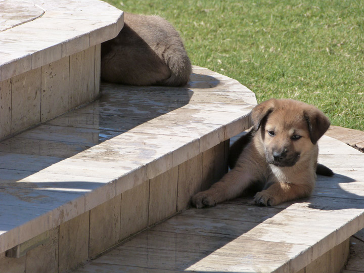 chinook dog